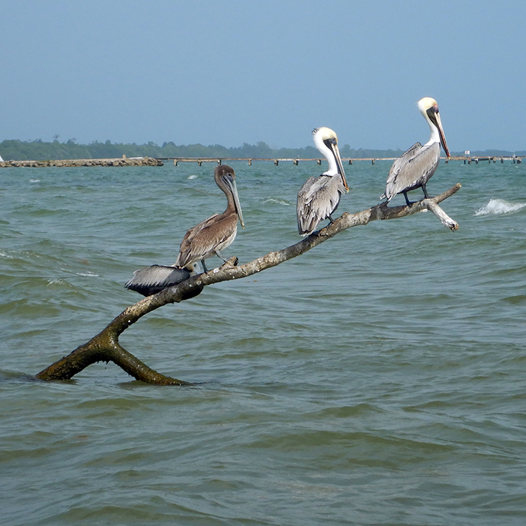 Pelikans